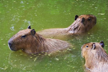 Capybaras grubu, dünyanın en büyük kemirgen gölette dinleniyor.