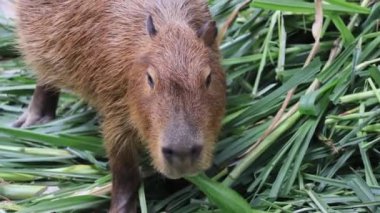 Sevimli bir Capybara Çiğneme Çimleri 'nin çok mutlu bir görüntüsü.