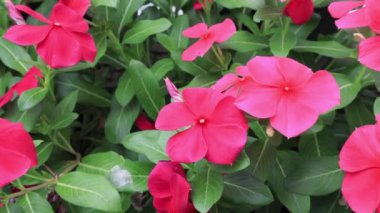 Sıcak Pembe Burun Periwinkle Çiçeklerinin Hafif Rüzgarda Çiçek Açması