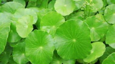 Canlı Yeşil Su Pennywort Yaprakları 'nın Hafif Rüzgarda Görüntüsü