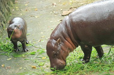 Anne Pigme Hippo 2 aylık bebeğiyle yemek yiyor.
