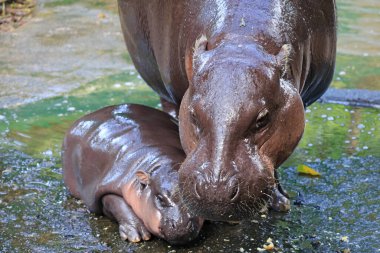 Closeup of mother Pygmy Hippo with her adorable sleepy baby clipart