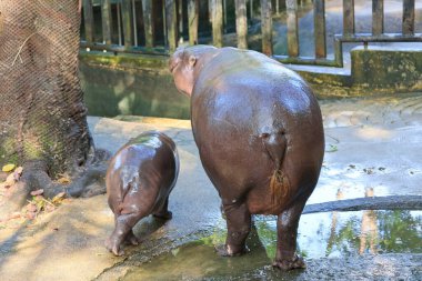 Anne 'nin Sırtları ve 3 Aylık Bebek Pigme Hipopotamlarının Hayvanat Bahçesinde Birlikte Olması