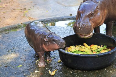 Meraklı bebek Pigme Hippo annesine bakıyor ve meyve ve sebze yiyor.