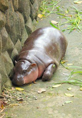 Tombul Bebek Pigme Hippo, Hipofiz asitli, Hassas Deriyi Güneş yanıklarından ve Enfeksiyonlardan Korumak İçin Gizli