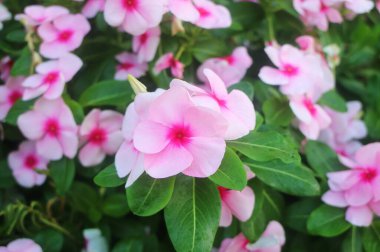 Arka bahçede çiçek açan Pembe Madagaskar demetleri