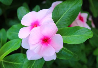 Bir çift Pembe Pembe ve Sıcak Pembe Pembe Çiçek Açan Pembe Pembe