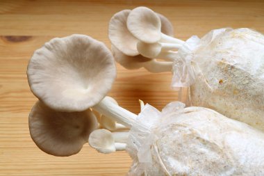 The Oyster Mushrooms (Pleurotus Pulmonarius) Growing in Different Stages clipart