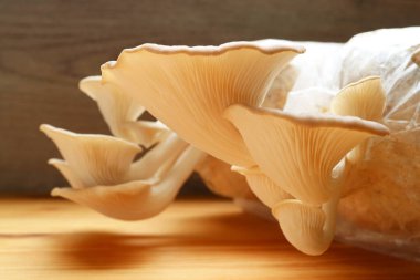 Olgun Hint İstiridye Mantarları (Pleurotus Pulmonarius) İnanılmaz Doku