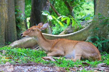 Yetişkin Tayland geyiği (Rucervus Eldii Siamensis) Açık Hayvanat Bahçesi 'nde dinleniyor