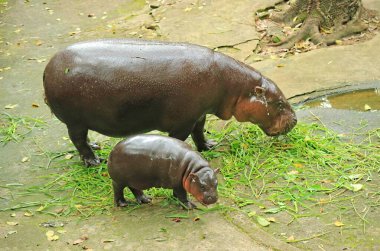 Sevimli 2 aylık bebek Pigme Hippo çimen çiğnemek için annesini taklit ediyor.