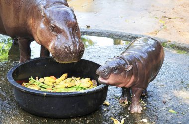 Tombul bebek Pigme Hippo kahvaltı yapan annesine bakıyor.