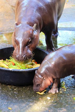 Nearly 3 Months Old baby Pygmy Hippo mimics her mother's eating banana clipart