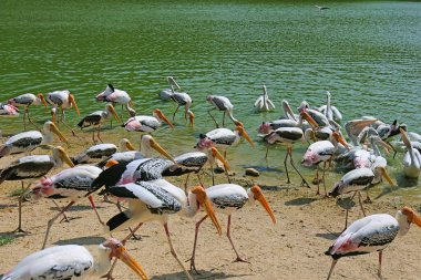 Gölde yüzen benekli pelikan sürüsü varken Lakeshore 'da otlayan boyalı leylek sürüsü