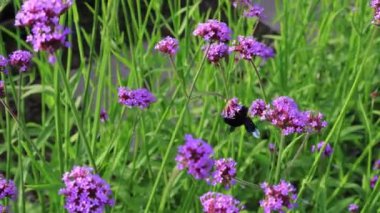 Çiçek açan Verbena Bonariensis Çiçekleri Üzerine Nektar Toplayan Bal Arısı Görüntüsü