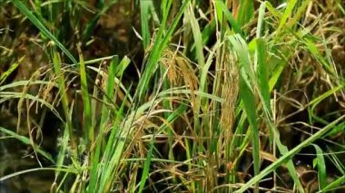 Tayland 'ın güneşli çeltik tarlasında Altın Olgun Pirinç Taneleri