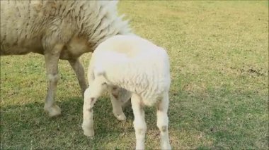 Çiftlikte otlanan Anne Koyunlu Sevimli Bebek Koyunu