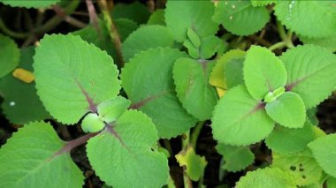 Kübalı Oregano ya da İspanyol kekik, yenilebilir süs bitkisi olarak yetiştiriliyor.