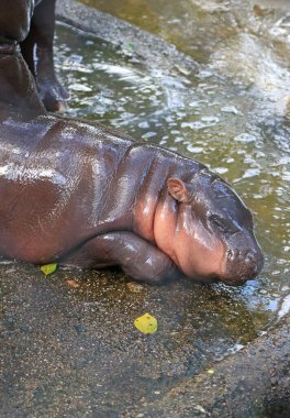 Pembemsi yanak şekerlemesi yapan sevimli bebek Hippo.