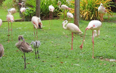 Flamboyance of Greater Flamingos with a few Immatures Grazing in the Field clipart