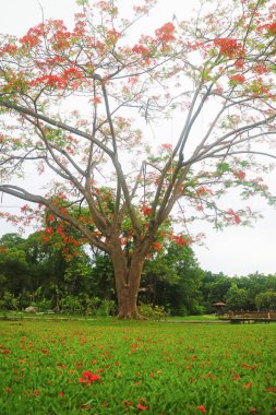 Tayland Parkı 'ndaki Çiçekli Uzun Gösterişli Ağaç ya da Kraliyet Poinciana