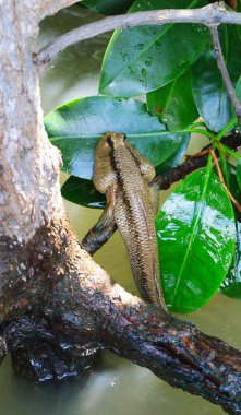 Çamur kaptanı Mangrove Ağacı 'na tırmanıyor. Chonburi Bölgesi, Tayland Körfezi.