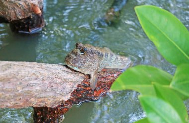 Mudskipper Climbing on the Mangrove Root, Chonburi Province, Gulf of Thailand Coastal clipart