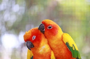 Sevimli Sun Conure Çifti Sevgi ve Bakım İfade Ediyor