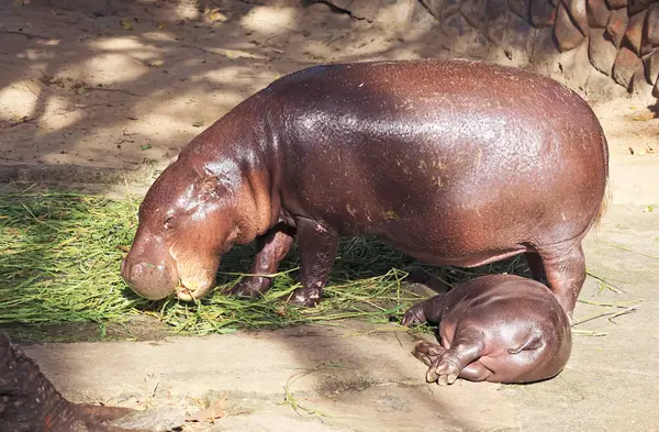 Anne Pigme Hippo, bebeği yanında kestirirken otları çiğnemekten zevk alır.