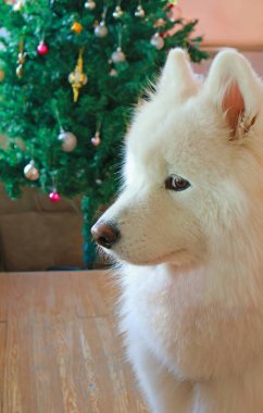 Arka planda Noel Ağacı olan Güzel Samoylu Köpeğin Yakın Çekimi