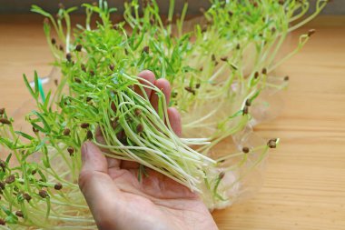 Taze toplanmış Ispanaklı Ispanaklı Mikroçiplerden oluşan El Tutma Demeti