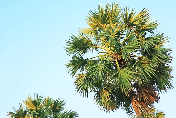 Meyveli Palmira Palmiyesi ya da Toddy Palm Gün Işığında
