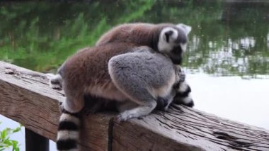 Bir çift Halka Kuyruklu Lemur Karşılıklı Bakımı