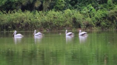 Benekli Pelikan 'ın ya da Gri Pelikan' ın Dağ Gölü 'nde Yüzüşü