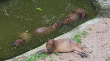 Mutlu Capybaras sürüsü gölette dinleniyor ve kıyıda sadece bir tane var.