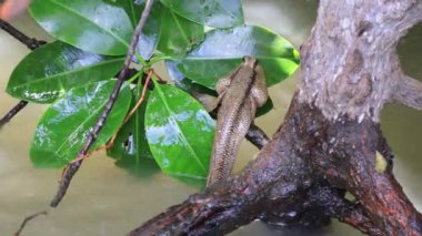 Dalgalanan sudan Tayland Körfezi 'ndeki Mangrove Ağacı dalına tırmanan bir Çamur Sıçrayan görüntüsü.