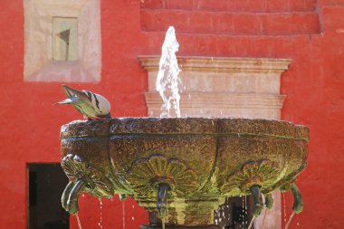 Santa Catalina Manastırı 'nın Taş Çeşmesinde Güvercin İçme Suyu, Arequipa, Peru, Güney Amerika