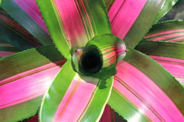 Stunning Reddish Pink and Green Variegated Leaves of Bromeliad Neoregelia Wolfgang Plant clipart