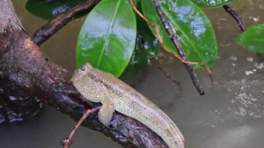 Mangrove Ağacı Kökünde Kestiren Çamur Kaptanının Görüntüsü