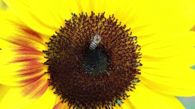 Çiçek açmış bir ayçiçeğinin nektar topladığı küçük bir arı görüntüsü.