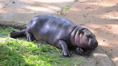 Sevimli tombul bebek Pigme Hippopotamus öğleden sonra güneşinde uyumadan önce şaşkın şaşkın bakıyor.