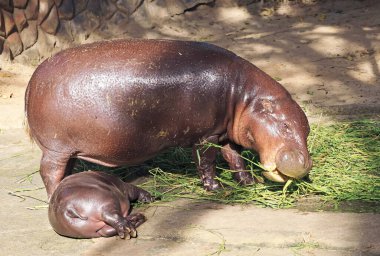 Cute chubby baby Pygmy Hippo napping during her mother having meal clipart