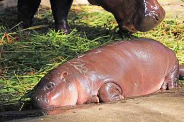 Closeup of an adorable 4 months old baby Pygmy Hippo waiting for her mom eating clipart