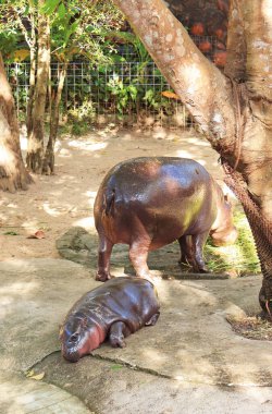 Sevimli pembe yanaklı bebek Pigme Hippo annesinin öğle yemeği saatinde dinleniyor.