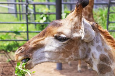 Closeup of Giraffe striping leaves from the branch with its prehensile tongue clipart