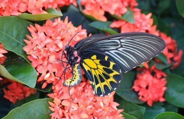 Closeup of a Gorgeous Common Birdwing or Troides Helena on the Blooming West Indian Jasmine clipart