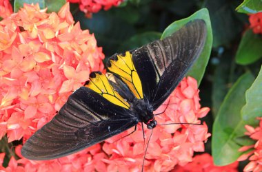 Sersemletici Kuş Kanadı ya da Troides Helena Mercan Kırmızısı Çiçekli Ixora Üzerine Nektar Topluyor