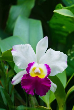 Stunning White and Magenta Cattleya Orchid Blossoming in the Garden clipart