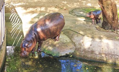 Sevimli 3 aylık bebek Pigme Hippo sürekli annesinin yanında.