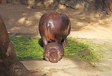 Uykucu tombul bebek Pigme Hippo Anne 'yi Yemek Zamanı Bekliyor